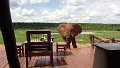 Elefant Hide out Ivory Lodge sehr nahe